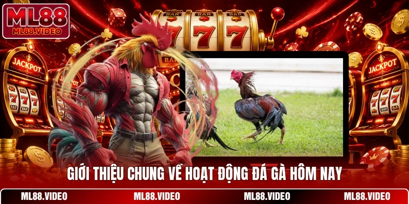 Giới thiệu chung về hoạt động đá gà hôm nay