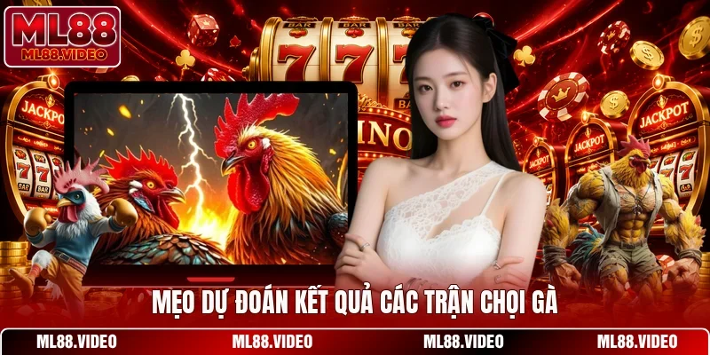 Mẹo dự đoán kết quả các trận chọi gà